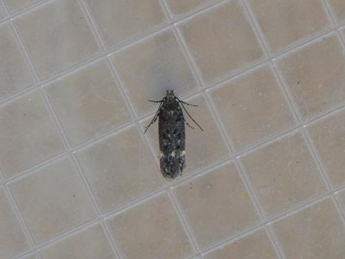 Réf. 359 523 : Bryotropha affinis